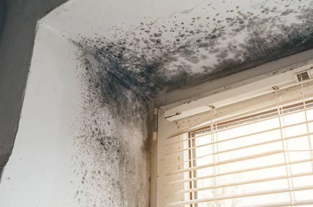 Affordable Mold Removal solutions in Westminster, TX